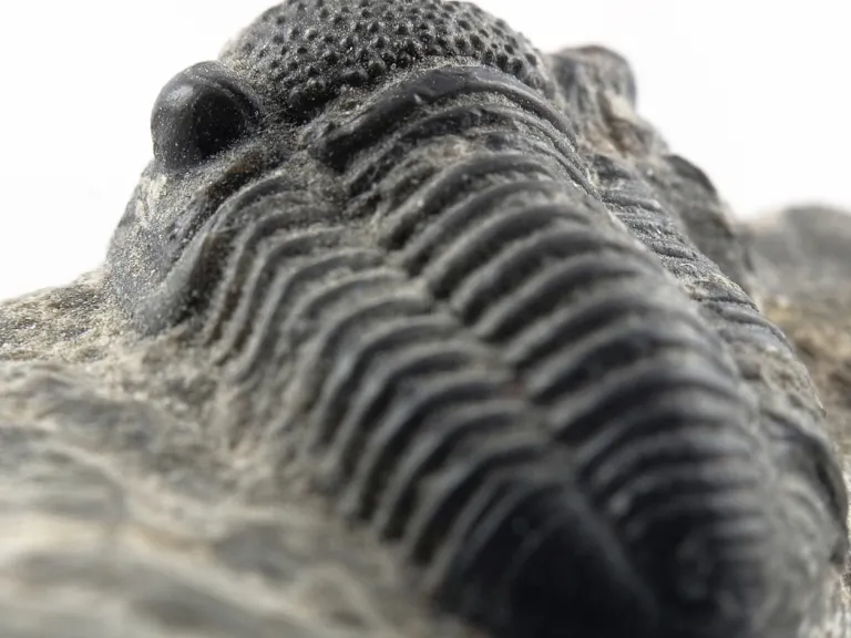 Trilobite fossil