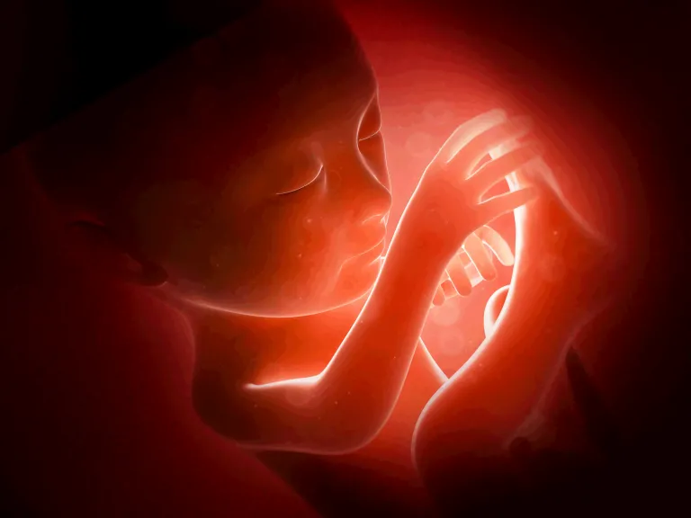 How important is a human life? How important is every human life to God? The answer is that human life is the center focus of God’s plan and purpose for the universe. Baby in a womb