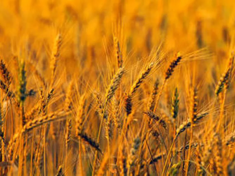 The Remarkable Lesson of God's Feast of Firstfruits A field of wheat.