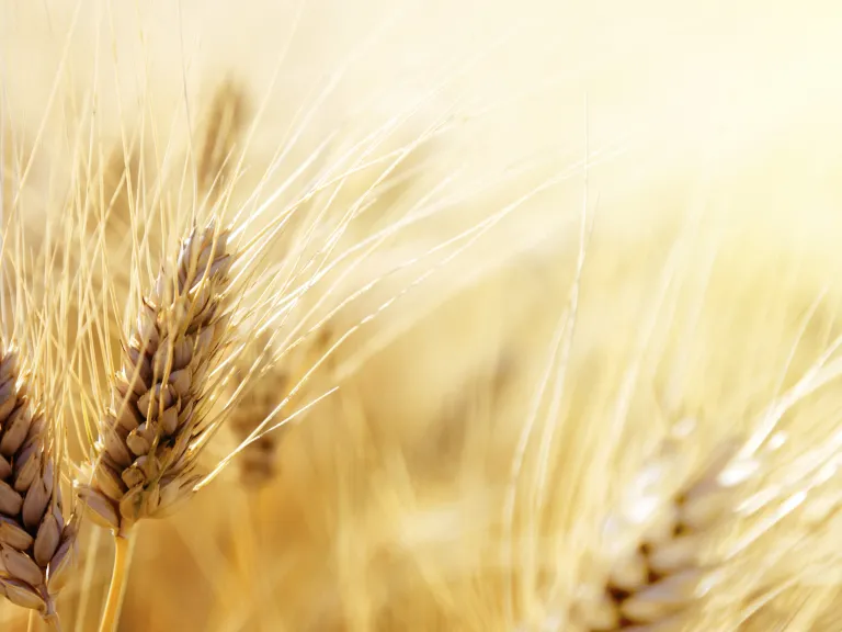 Without the true wave-sheaf offering, Jesus Christ, there would be no Holy Spirit to lead us, no Church to spiritually nurture us and no harvest for the salvation of humanity. Wheat
