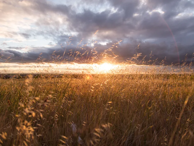 Sunrise over a field.