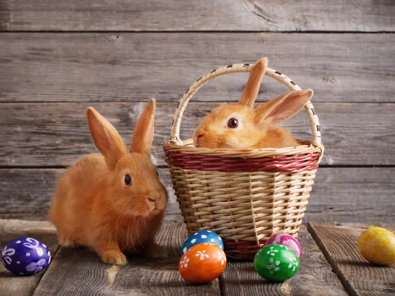 Human beings replaced the symbolism of the biblical Passover and Feast of Unleavened Bread with Easter eggs and Easter rabbits, pagan symbols of fertility. A basket with a bunny rabbit inside and Easter eggs laying outside.