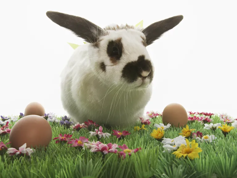 A black and white bunny rabbit in green grass surrounded by colored Easter eggs.