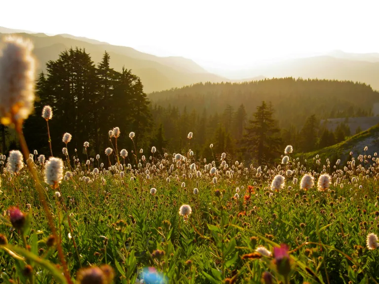 a green field with wildflowers and rolling hills in the background