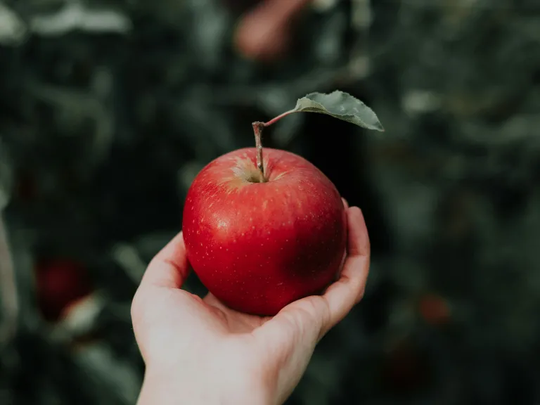 What practical steps can you take to maintain your health while you're young? a hand holding an apple