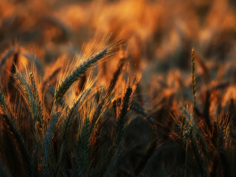 Close up of wheat field during golden hour