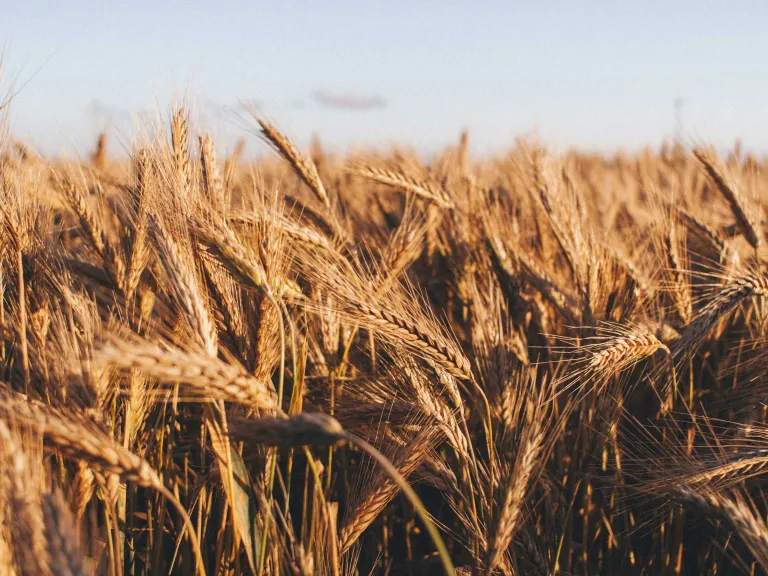 Why do we keep the Feast of Tabernacles and other Holy Days? a field of grain