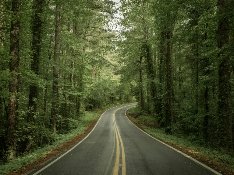 a road winding through a green forest