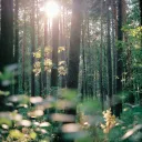 a forest with a patch of sunlight peeking through