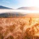 A field of wheat.