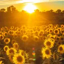 A field of sunflowers with a bright sun shining on the horizon.