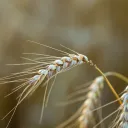 a few strands of wheat