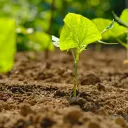 a few green seedlings, one in focus, growing in soil