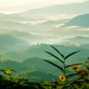 a green landscape of rolling hills with a few yellow flowers in the foreground