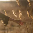 a woman's hand brushing past several fronds of grain in a wheat field