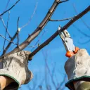 A man pruning a tree branch.
