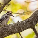 a woodpecker sitting on the branch of a tree