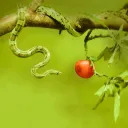An green snake wrapped around an apple tree branch.