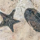 two fossils set in stone