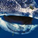Whale shark
