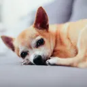 A Chihuahuas dog.