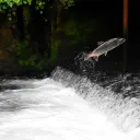 Salmon swimming upstream.