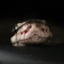Upclose photo of a snake's head.