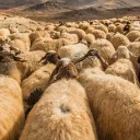 Um rebanho de ovelhas.