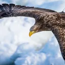 An eagle soaring.