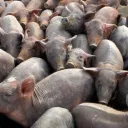 Uma manada de porcos agrupada.