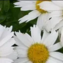 Love and Acceptance: A New Generation of Flower Children