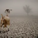 A goat on dry parched land.