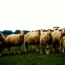 A herd of sheep.