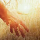A man's hand touching stalks of wheat.