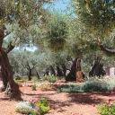 Garden of Gethsemane