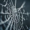 A close up photo of spider web.