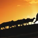 A silhouette of a shepherd leading sheep up a hill.