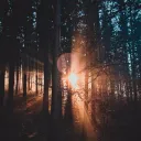 Sun rays shining through a forest of trees.