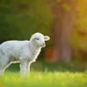 A lamb in a green field.