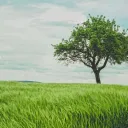 Photo of a Tree in a Field