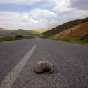 The turtle couldn’t help itself out of danger. In fact, it didn’t even realize it was in peril. We were the same way when God reached out to us.