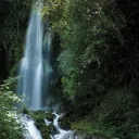Photo of waterfall in a forest.