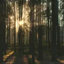 Sunlight coming through trees.