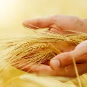 A person's hand holding heads of wheat.