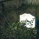 A tombstone covered with ivy.