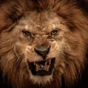 A lions face.