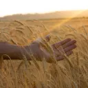 A hand touching wheat plants.