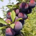 Plum fruit of a tree.