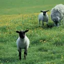 Sheep in a pasture.