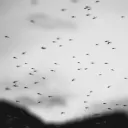Bugs flying in the sky